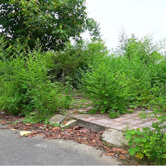 Community Cleanup 86