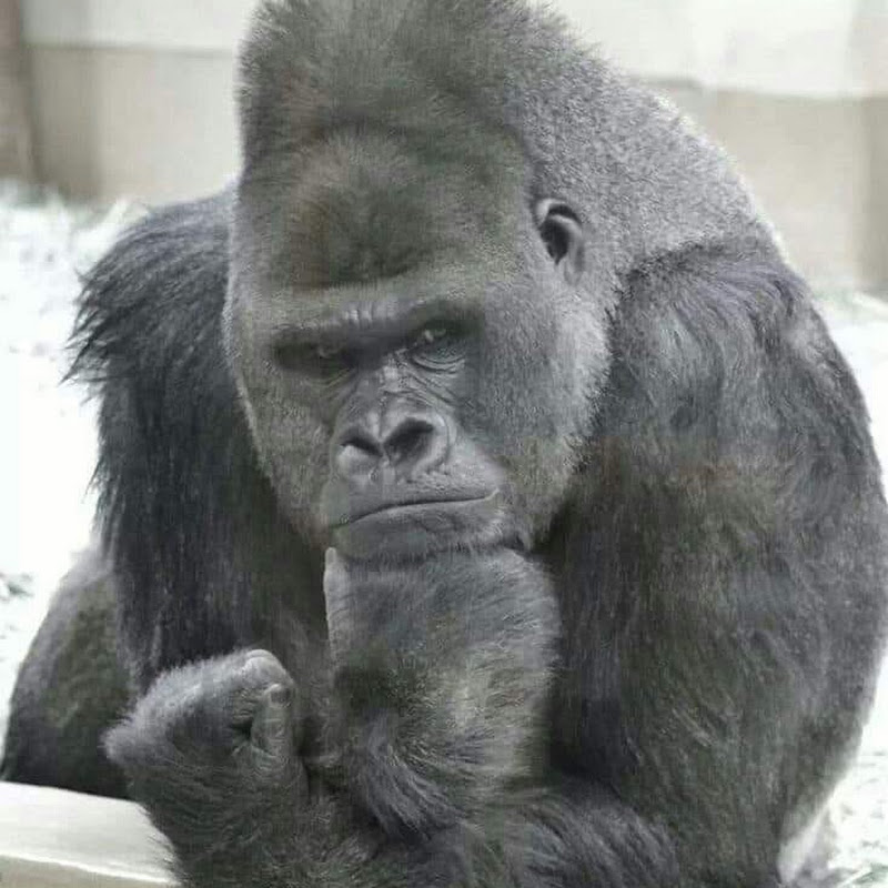 ツバキ