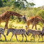 SEO Monkey Image Thumbnail