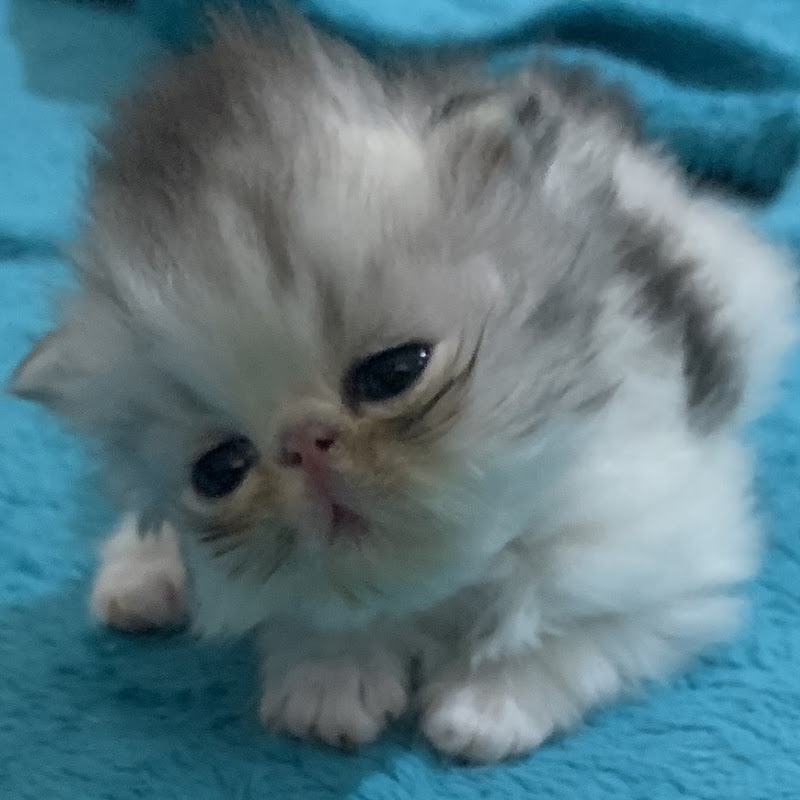 Siddra’s Purfect Persians 