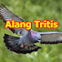 Fkm44ugStug-channel-avatar-Alang Tritis