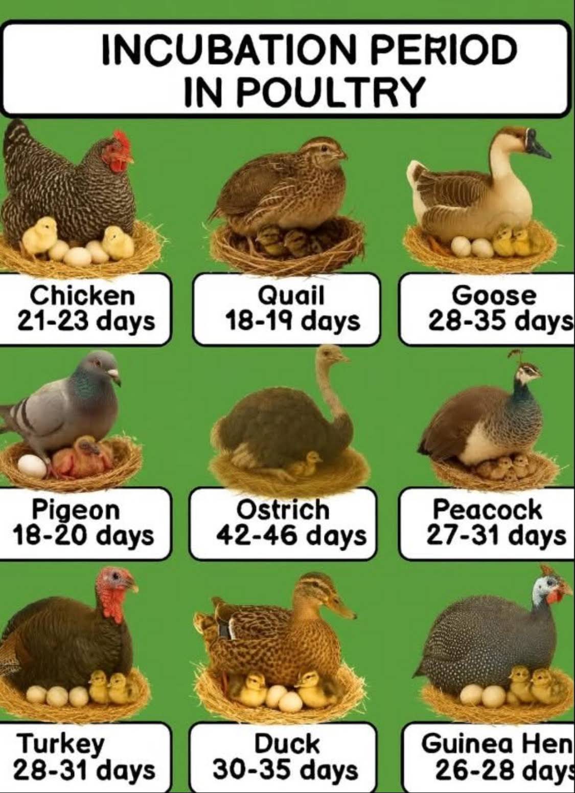 Bird Egg Incubation Period: Essential Facts Every Birder Needs