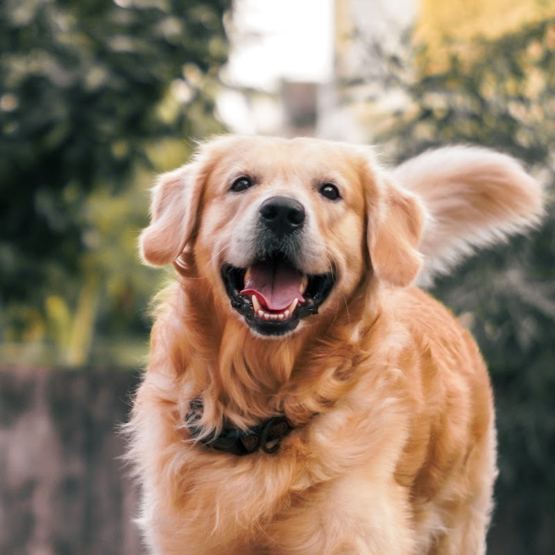 Rocky the golden retriever