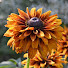 Nv-rCGLoTk8-channel-avatar-Garden Unwind