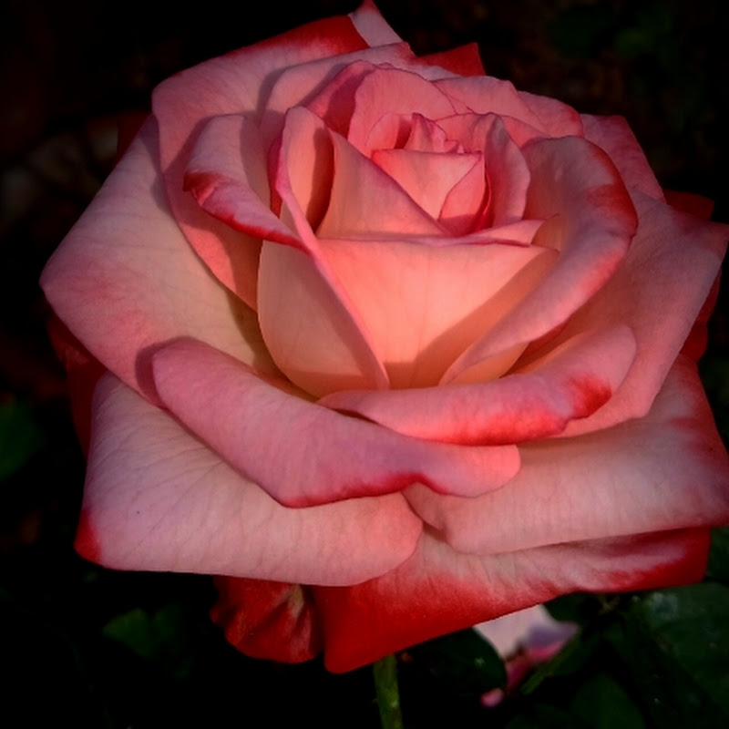 Hire Mini Garden Shorts World... — Home & Garden YouTube creator for sponsorships