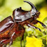 Np93ilVOjek-channel-avatar-HyfiveBeetle