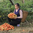 je6j1hRzCDk-channel-avatar-Farm Harvest Story