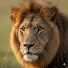 h8jmxQmXNUM-channel-avatar-Lion Revenge Stories  and Daily Lion Revenag 