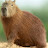 @Capybara259