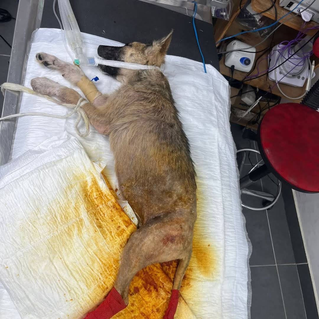 Post from Houston Animal Shelter