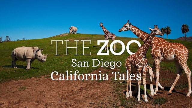 Watch The Zoo: San Diego - California Tales online | YouTube TV (Free