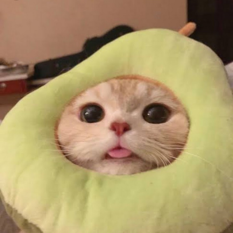 |•ʜɪᴀᴄʜɪ•