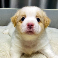 E Rael​ អុីរ៉ាអែល