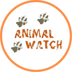Animal Watch Channel icon