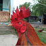 s6sHfkbbTYc-channel-avatar-Trại Gà Bình 64