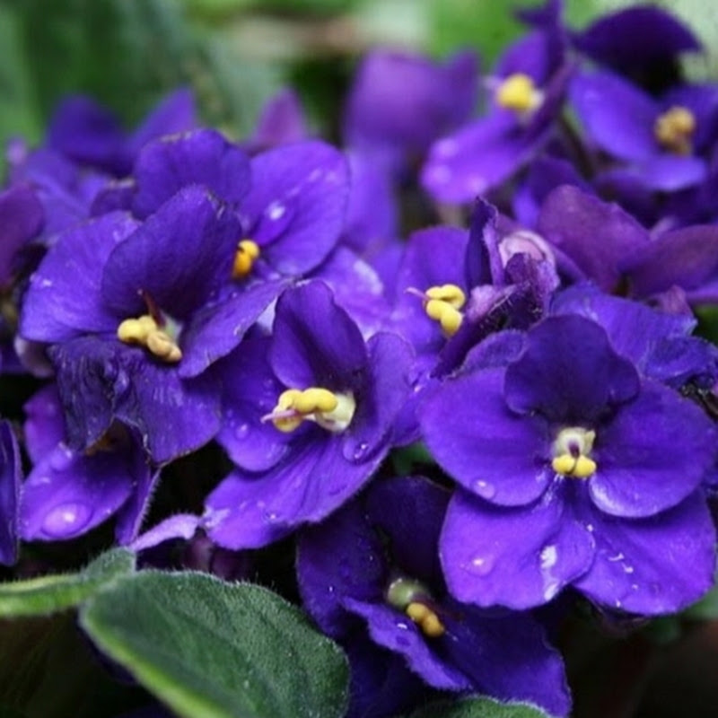 8Violetas