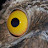 @oldmansyn1211 Avatar