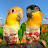 The diary of my caique parrots