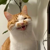 Your CAT 😺