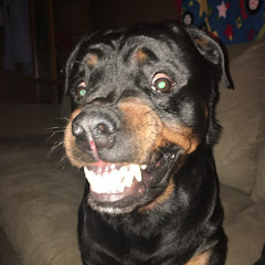 Bear the original purring Rottweiler Channel icon