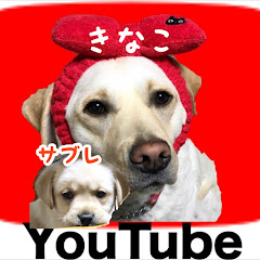 きなこチャンネル Labrador Retrieverアイコン画像