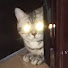 IJNmbDU0UKA-channel-avatar-シマ猫妻の一人旅チャンネル