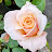 @user-pr4jp8jm7c-rose