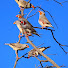hRT7pSAzvGQ-channel-avatar-Tony’s Aviaries 