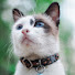 rbBgME7rV-E-channel-avatar-Purrfectly Cats 

