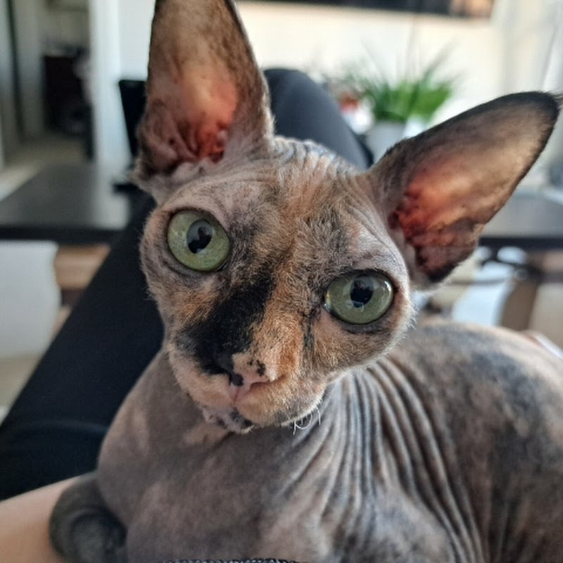 Sara_sphynx
