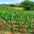 SvoDN_7_fB8-channel-avatar-Kebun RF