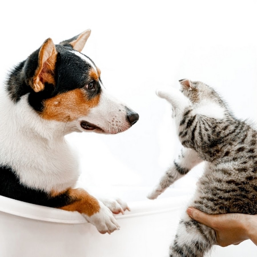 Animals h. Взаимоотношения собак и кошек. Панорамные картинки интересные овчарка и кошка. Txt Cat and Dog.