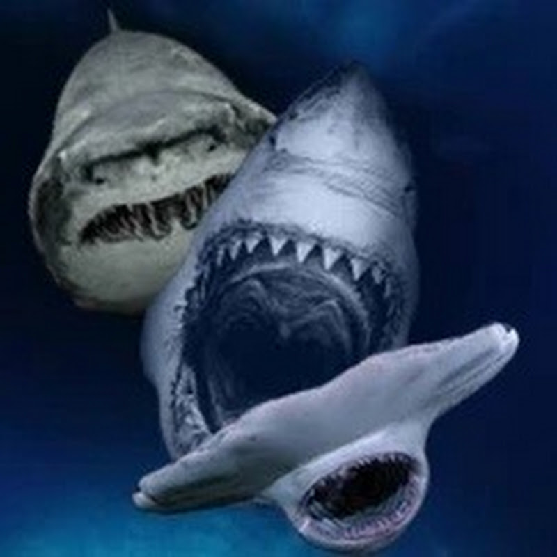 Sharkverse (sharkoween)