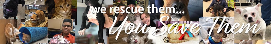 ARF-Animal Rescue Foundation Avatar canale YouTube 