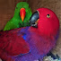 oBtPjulfEO0-channel-avatar-Haz Birds Channel