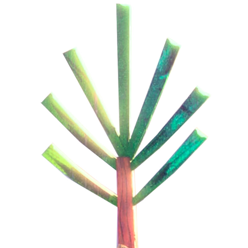 FOREVERGREEN — Academy Award®–Nominated Animated Short Film | Now Streaming for a Limited Time