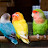 Love Birds Parrot & Budgies