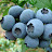 Голубика Брест Blueberry Brest