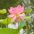 2iE-pwSDS2A-channel-avatar-TumugiGarden