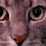 54DkVLqTxf0-channel-avatar-gtayum
