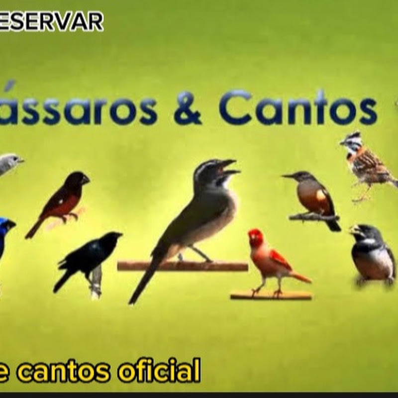 Canal pássaros e cantos 