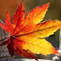 Autumn NZ logo