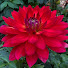bPFQ69zI3hk-channel-avatar-Singing Meadows Chrysanthemum and Dahlia Farm
