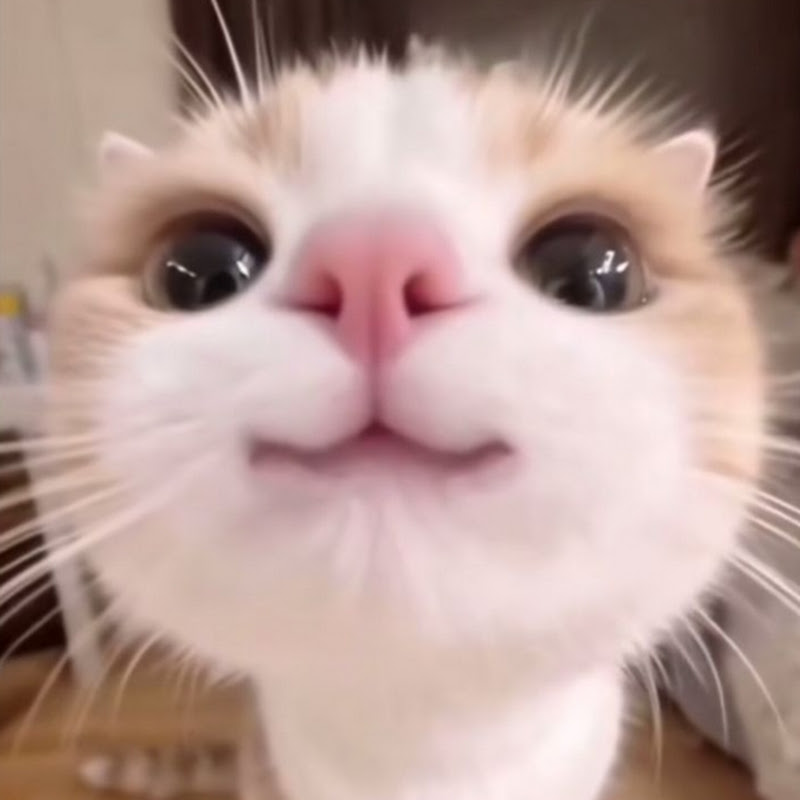 Hire ROCKY_HU_MAIN — Productivity & Time Management (Personal Focus) YouTube creator for sponsorships