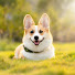 eMLhvj-Iqjk-channel-avatar-Pawsome Pranks
