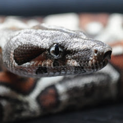 Outhouse Reptiles