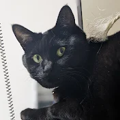 黒猫ジジ日記