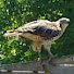 lCaJKFir5XI-channel-avatar-Raptor PA