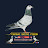 Chennai Racing Pigeon