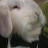 @Mr.Rabbit7799